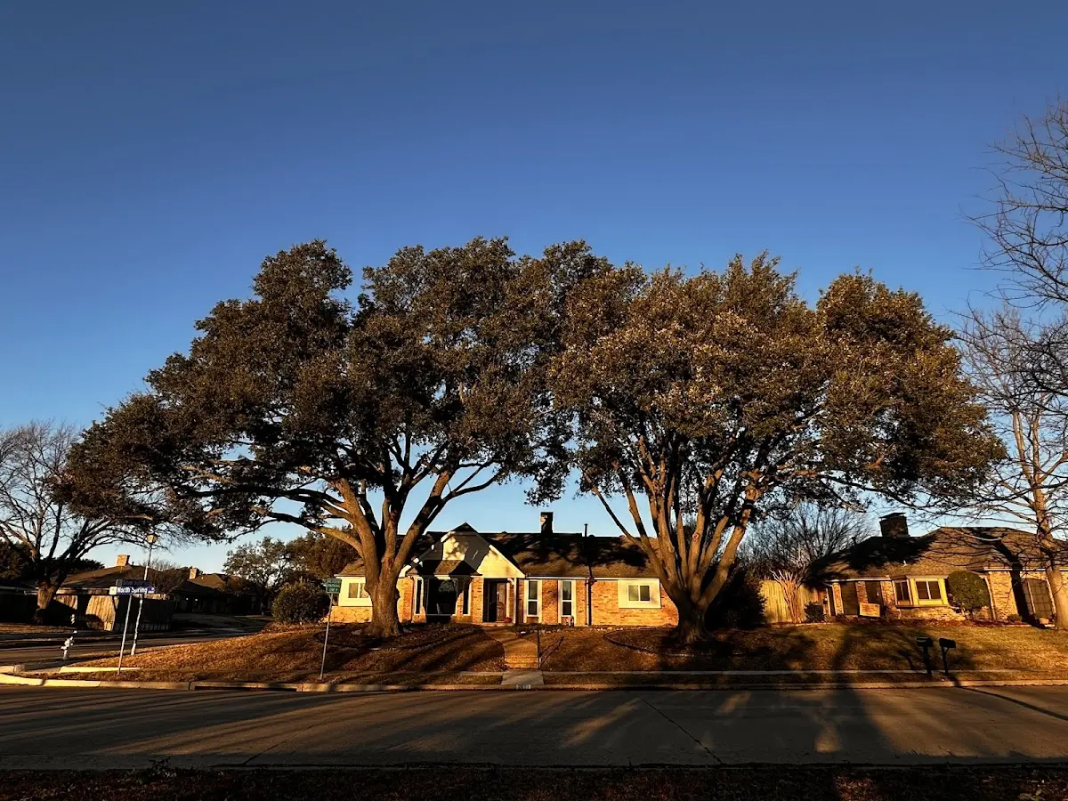 Established residential canopy tree shading a home in Solon Springs